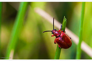 Lilienhähnchen am Schnittlauch