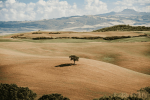 Lone Tree Lone Tree