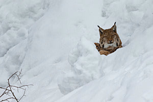 Luchs_MM19_0744_w Luchs_MM19_0744_w