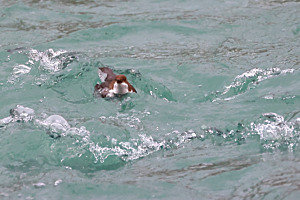 Wasseramsel lieben es wild