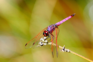 ruhende Libelle