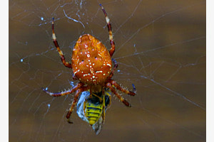 Spinne mit fetter Beute