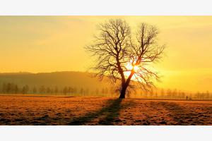 Morgenstund mit dem Hund Morgenstund mit dem Hund