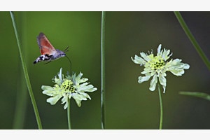 Macroglossum stellatarum