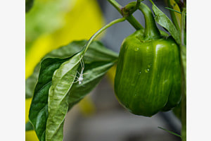 Albino Grashüpfer