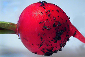 Makro Radieschen Makro Radieschen