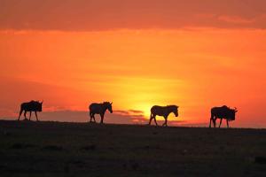 Sonnenaufgang in der Masai Mara Sonnenaufgang in der Masai Mara