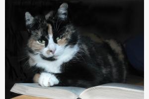 Mein Buch Mein Buch