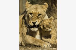 Mit Sohn Mit Sohn