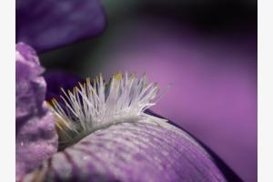 Detail der Iris