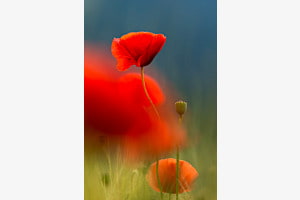 Mohnblüte