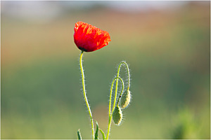 Klatschmohn 
