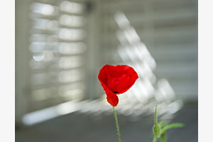Mohn