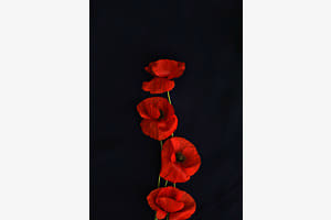 Mohnblumen Mohnblumen