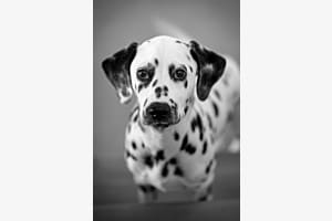 Dalmatien