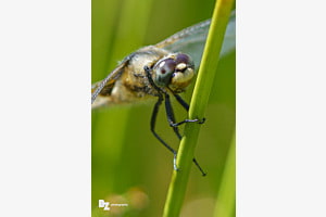 Vierfleck Libelle