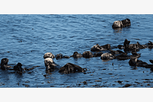 Leben im Wasser