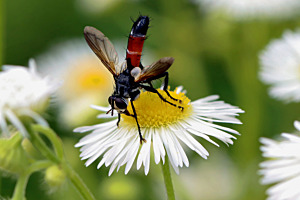 Mouche
