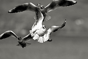 Mouette rieuse