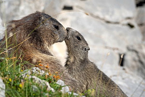 Kiss