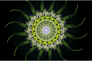 Blumenmuster