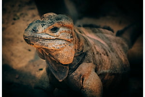 Nashornleguan