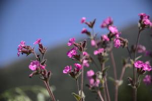 Natur Natur