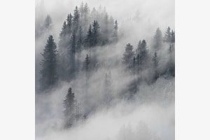 Nebelwald Nebelwald