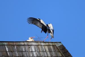 Nestbau