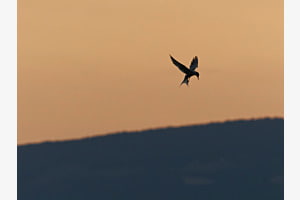 Bereit zum Sturzflug