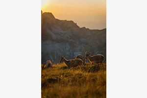 Niederhorn bei Sonnenuntergang