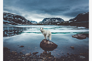 Polarhund