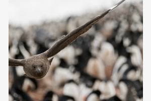 Skua über Adelie Pinguin Kolonie Skua über Adelie Pinguin Kolonie
