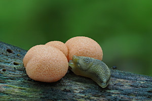 Blutmilchpilz mit Schnecke