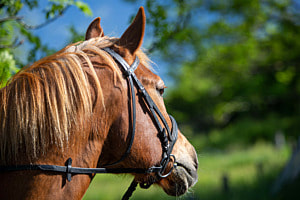 Pferd im Grünen