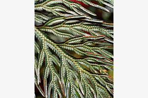 Selaginella - Urtümliches Moosfarn 