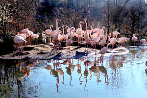 Flamingos im Tierpark Bern -