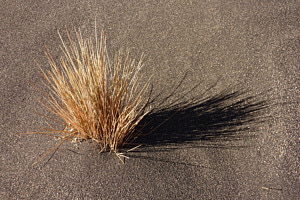 Grass in der Wüste