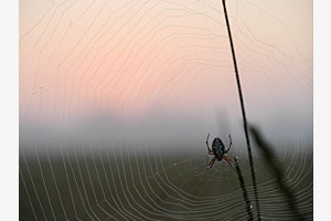 Kreuzspinne