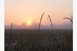 Morgenstimmung