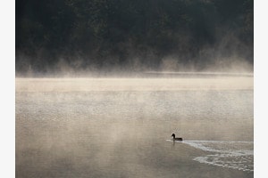 Ente in Morgenstimmung