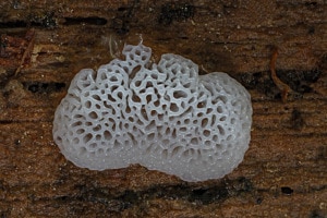 Ceratiomyxa fruticulosa