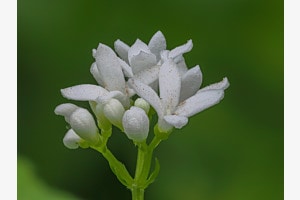 Waldmeister