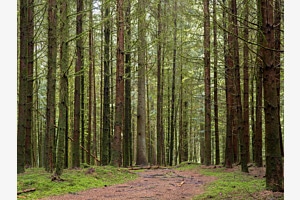 Fichtenwald