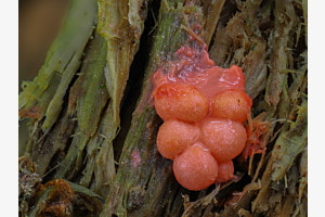 Lycogala epidendrum