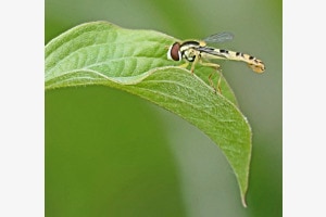 Feiner Pelz