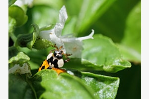 Marienkäfer 2