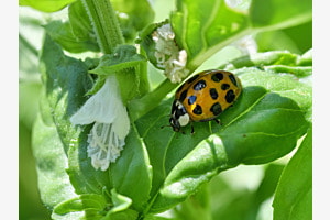 Marienkäfer