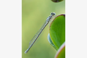 Die zufriedene Libelle 