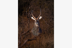 Wasserbock/ Namibia 2018